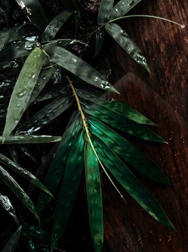 ¿Bambú sostenible?