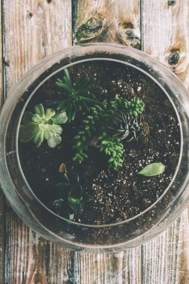 que es un jardin de interior