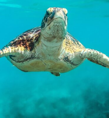 salvar ecosistema con nuestras acciones